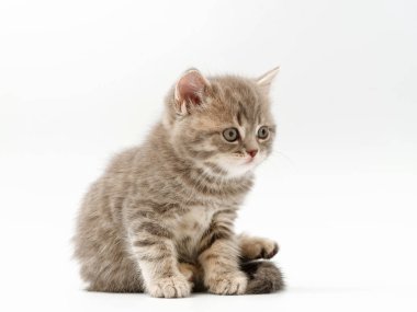 beyaz bir arka plan üzerinde küçük komik kedi yavruları