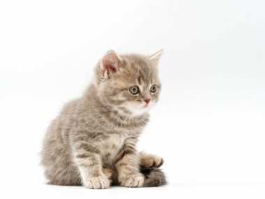 beyaz bir arka plan üzerinde küçük komik kedi yavruları