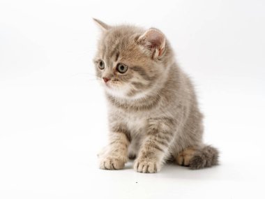 beyaz bir arka plan üzerinde küçük komik kedi yavruları