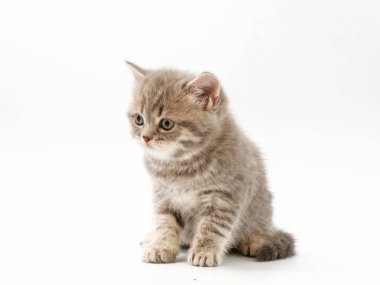 beyaz bir arka plan üzerinde küçük komik kedi yavruları