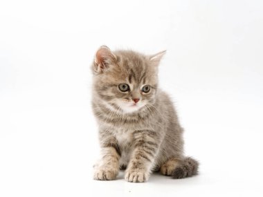 beyaz bir arka plan üzerinde küçük komik kedi yavruları