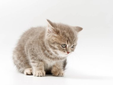 beyaz bir arka plan üzerinde küçük komik kedi yavruları