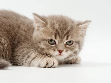 beyaz bir arka plan üzerinde küçük komik kedi yavruları