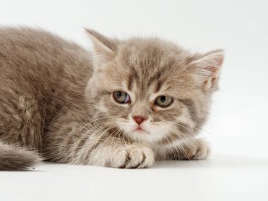 beyaz bir arka plan üzerinde küçük komik kedi yavruları