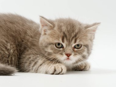 beyaz bir arka plan üzerinde küçük komik kedi yavruları