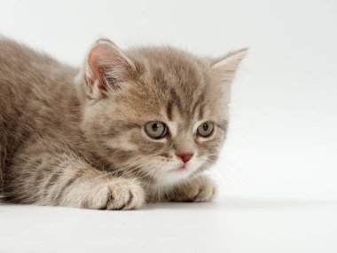 beyaz bir arka plan üzerinde küçük komik kedi yavruları