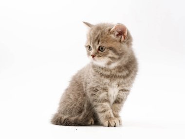beyaz bir arka plan üzerinde küçük komik kedi yavruları