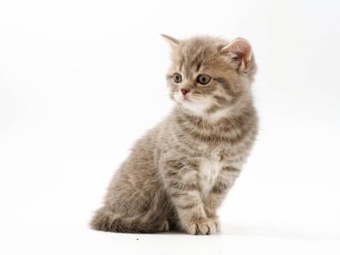 beyaz bir arka plan üzerinde küçük komik kedi yavruları