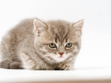 beyaz bir arka plan üzerinde küçük komik kedi yavruları