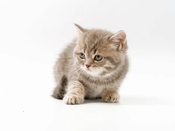 Kleine lustige Kätzchen auf weißem Hintergrund — Stockfoto