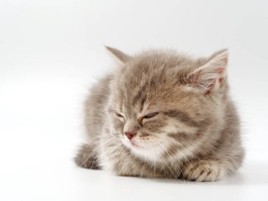 beyaz bir arka plan üzerinde küçük komik kedi yavruları