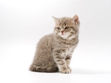 beyaz bir arka plan üzerinde küçük komik kedi yavruları