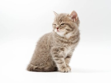 beyaz bir arka plan üzerinde küçük komik kedi yavruları