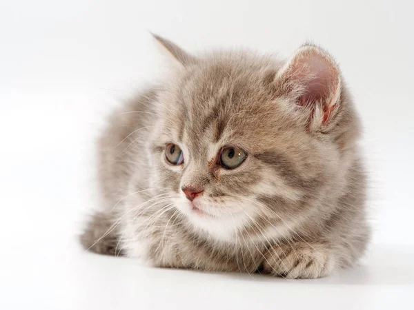 beyaz bir arka plan üzerinde küçük komik kedi yavruları