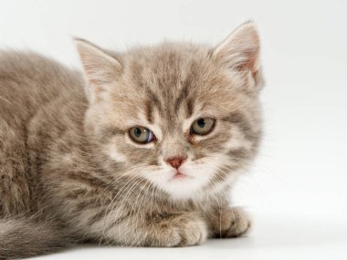 beyaz bir arka plan üzerinde küçük komik kedi yavruları