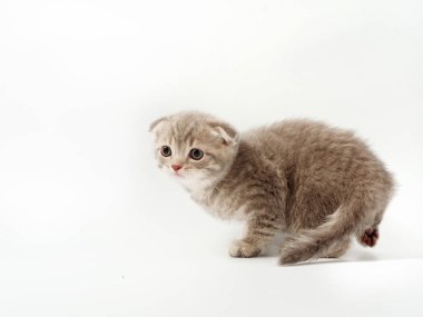 beyaz bir arka plan üzerinde küçük komik kedi yavruları