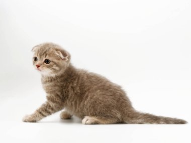 beyaz bir arka plan üzerinde küçük komik kedi yavruları