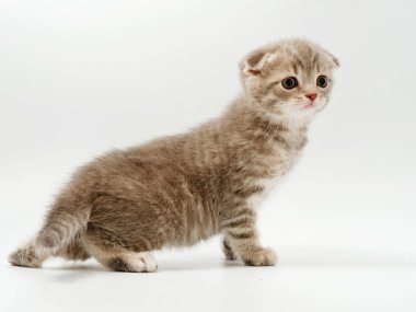 beyaz bir arka plan üzerinde küçük komik kedi yavruları