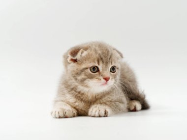 beyaz bir arka plan üzerinde küçük komik kedi yavruları