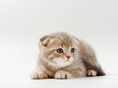 beyaz bir arka plan üzerinde küçük komik kedi yavruları