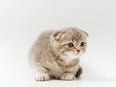 beyaz bir arka plan üzerinde küçük komik kedi yavruları