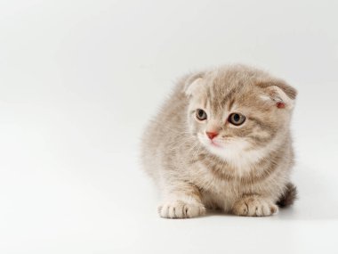 beyaz bir arka plan üzerinde küçük komik kedi yavruları