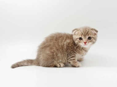 beyaz bir arka plan üzerinde küçük komik kedi yavruları