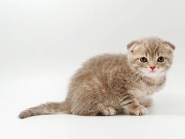 beyaz bir arka plan üzerinde küçük komik kedi yavruları