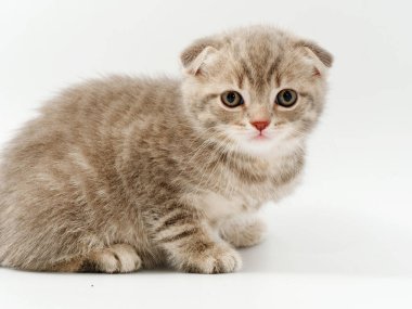 beyaz bir arka plan üzerinde küçük komik kedi yavruları