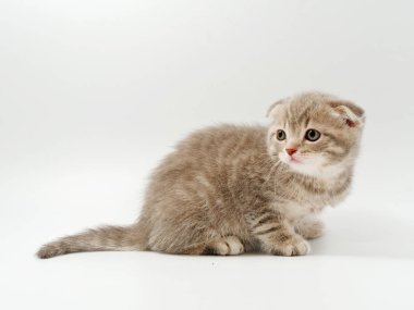 beyaz bir arka plan üzerinde küçük komik kedi yavruları