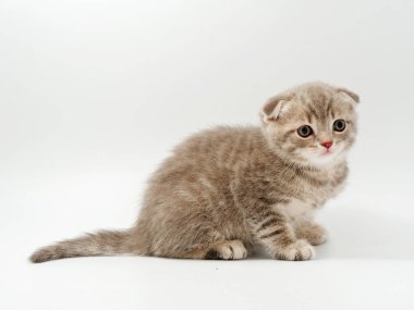 beyaz bir arka plan üzerinde küçük komik kedi yavruları