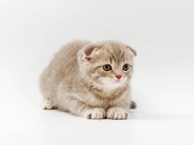 beyaz bir arka plan üzerinde küçük komik kedi yavruları