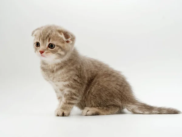 흰색 배경에 작은 재미 새끼 고양이 — 스톡 사진