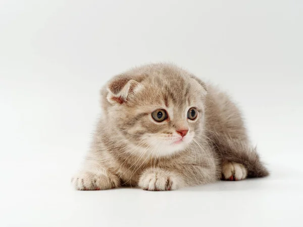 Petits chatons drôles sur un fond blanc — Photo