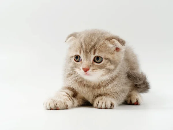 Petits chatons drôles sur un fond blanc — Photo