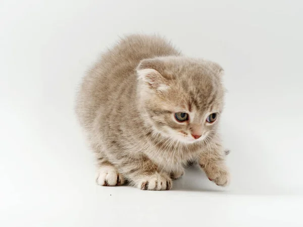 Kleine lustige Kätzchen auf weißem Hintergrund — Stockfoto