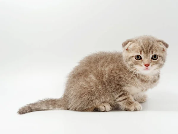 Piccoli gattini divertenti su uno sfondo bianco — Foto Stock