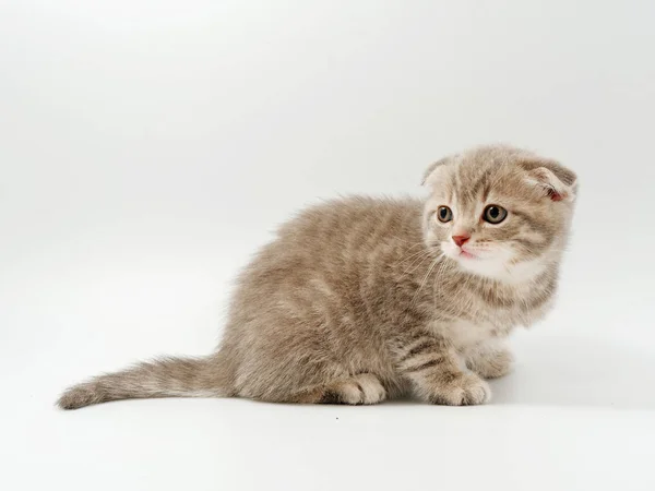 Små roliga kattungar på en vit bakgrund — Stockfoto