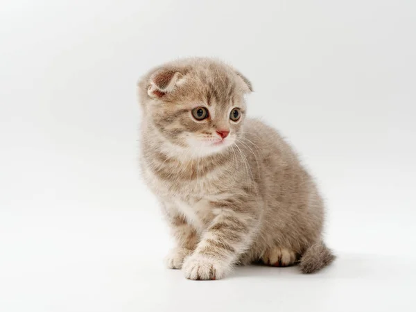 Kleine lustige Kätzchen auf weißem Hintergrund — Stockfoto