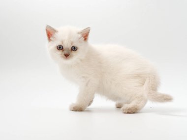 beyaz bir arka plan üzerinde küçük komik kedi yavruları