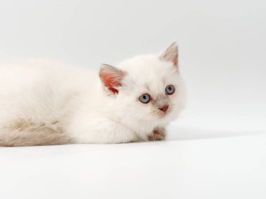 beyaz bir arka plan üzerinde küçük komik kedi yavruları