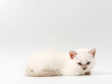 beyaz bir arka plan üzerinde küçük komik kedi yavruları