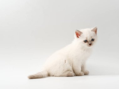 beyaz bir arka plan üzerinde küçük komik kedi yavruları