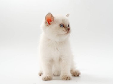 beyaz bir arka plan üzerinde küçük komik kedi yavruları