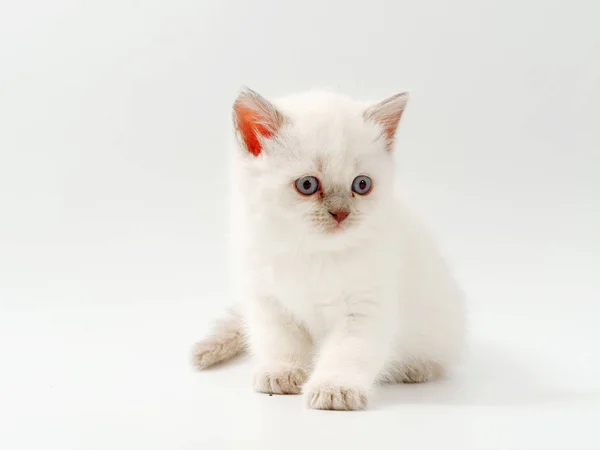 Маленькие забавные котята на белом фоне — стоковое фото