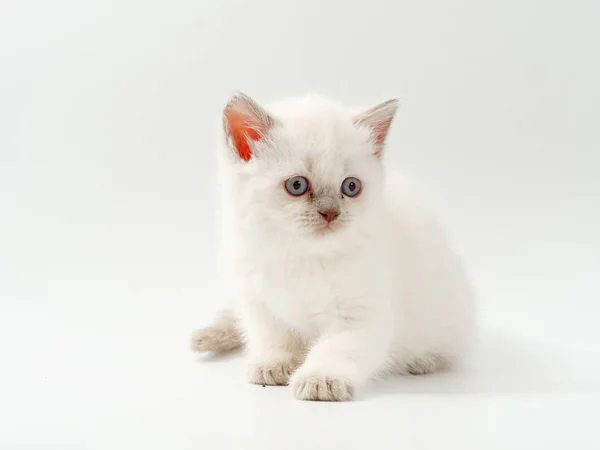 Beyaz bir arka plan üzerinde küçük komik kedi yavruları — Stok fotoğraf