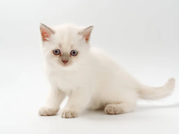 흰색 배경에 작은 재미 새끼 고양이 — 스톡 사진