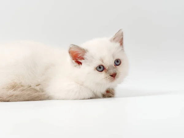 Little funny kittens on a white background — Stock Photo, Image