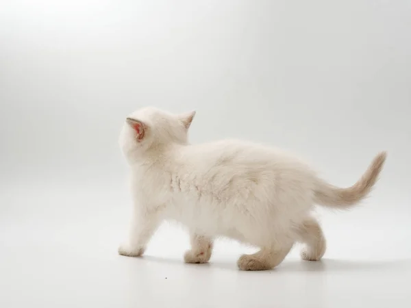 Kis vicces cica fehér háttéren — Stock Fotó