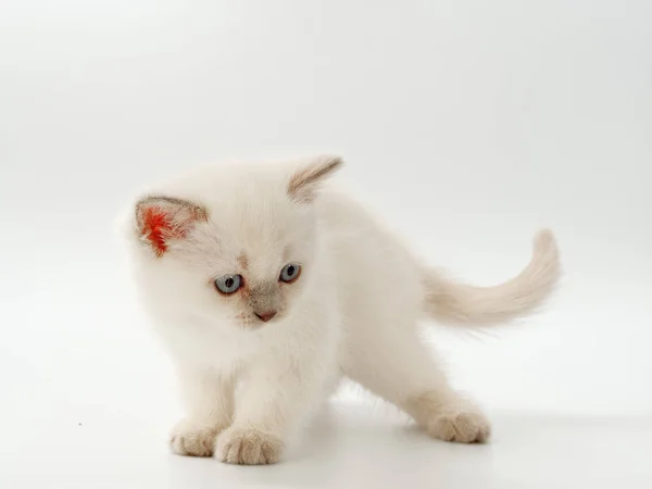 Małe śmieszne kocięta na białym tle — Zdjęcie stockowe